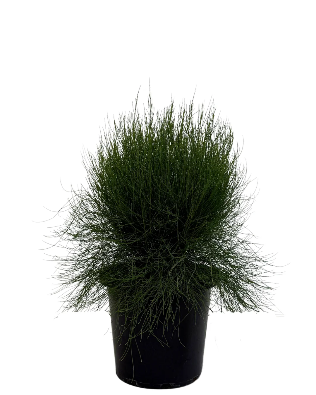 New In Plants